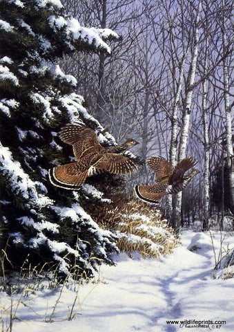 Richard Plasschaert Ruffed Grouse