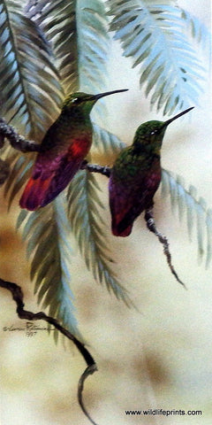Gamini Ratnavira Rufous Hummingbird
