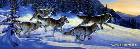 Al Agnew Wolf Pack Wildlife Art Print