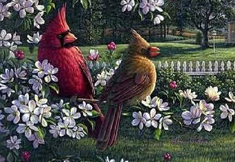 Kim Norlien Spring Cardinals