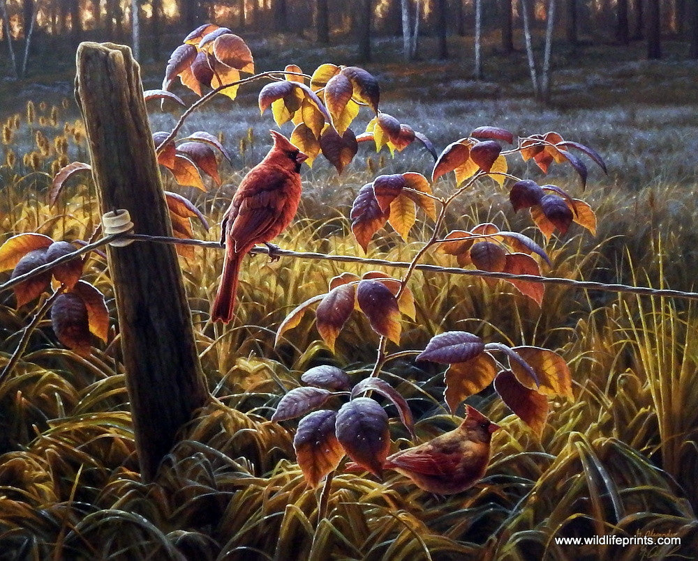 Greg Alexander Scarlet Dawn