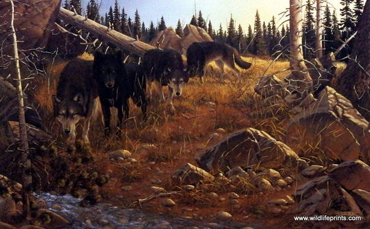Wildlife Print of Wolf Pack by Derk Hansen