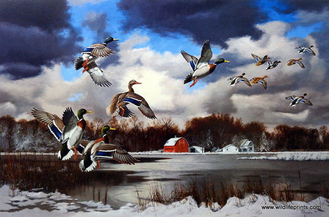 David Maass Season's End-Mallards