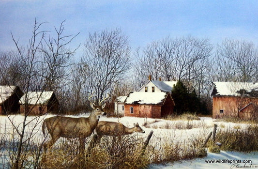 Richard Plasschaert Season's End- Whitetail Deer