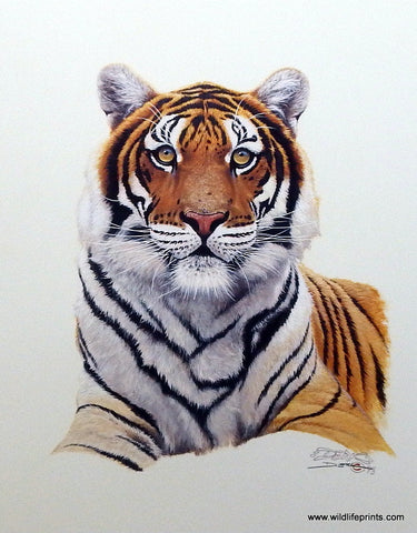 Derk Hansen print Siberian Tiger