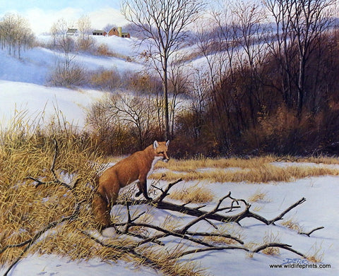 Derk Hansen Red Fox Wildlife Print