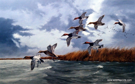 David Maass Silver Bullets-Canvasbacks