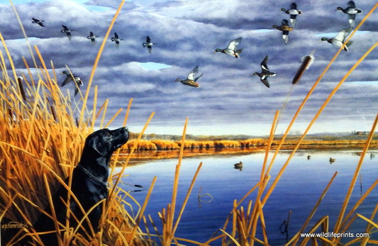 Stephen Hamrick Sky Watch