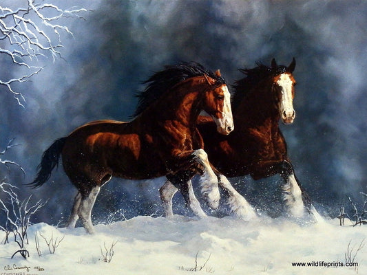Chris Cummings Clydesdale Horses Picture