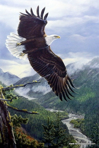 Al Agnew Eagle Birds of Prey Art Print