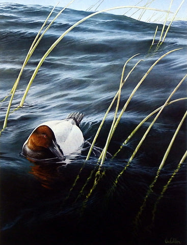 Ron Van Gilder Solitude- Canvasback
