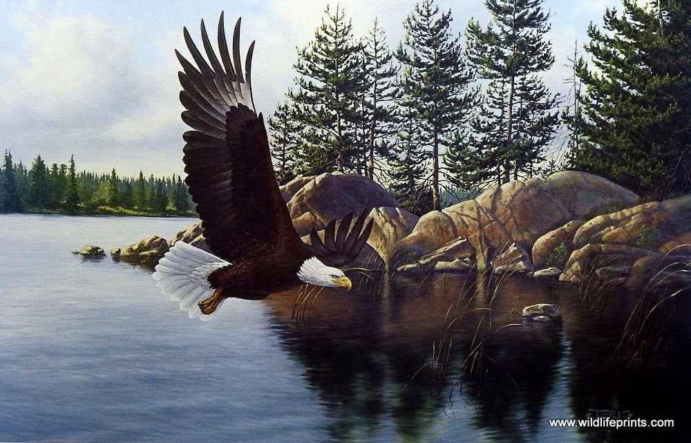 Derk Hansen Bald Eagle Art Print