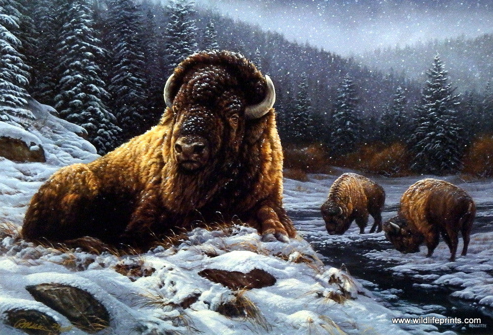 Rosemary Millette Spirit of the Wild- Bison