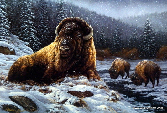 Rosemary Millette Spirit of the Wild- Bison