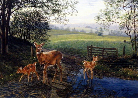 Wildlife Experience  Summer Shadows  Whitetail Deer Doe & Fawn 24x36  Canvas Wrap - Artist Rosemary Millette