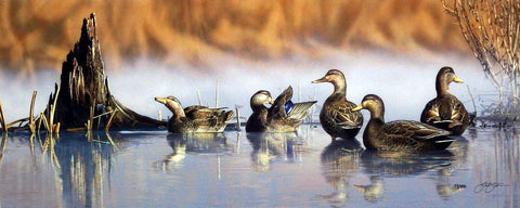 Scot Storm Spring Mist- Black Ducks