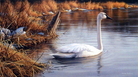 James Hautman Spring Thaw - Trumpeter Swan