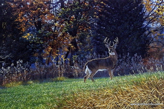Al Agnew Whitetail Deer Wildlife Art Print