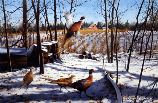 David Maass Startled Ringnecks