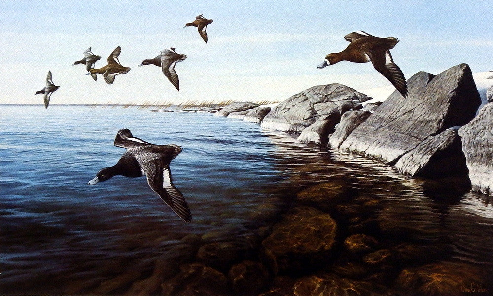 Ron Van Gilder Stoney Point Bluebills