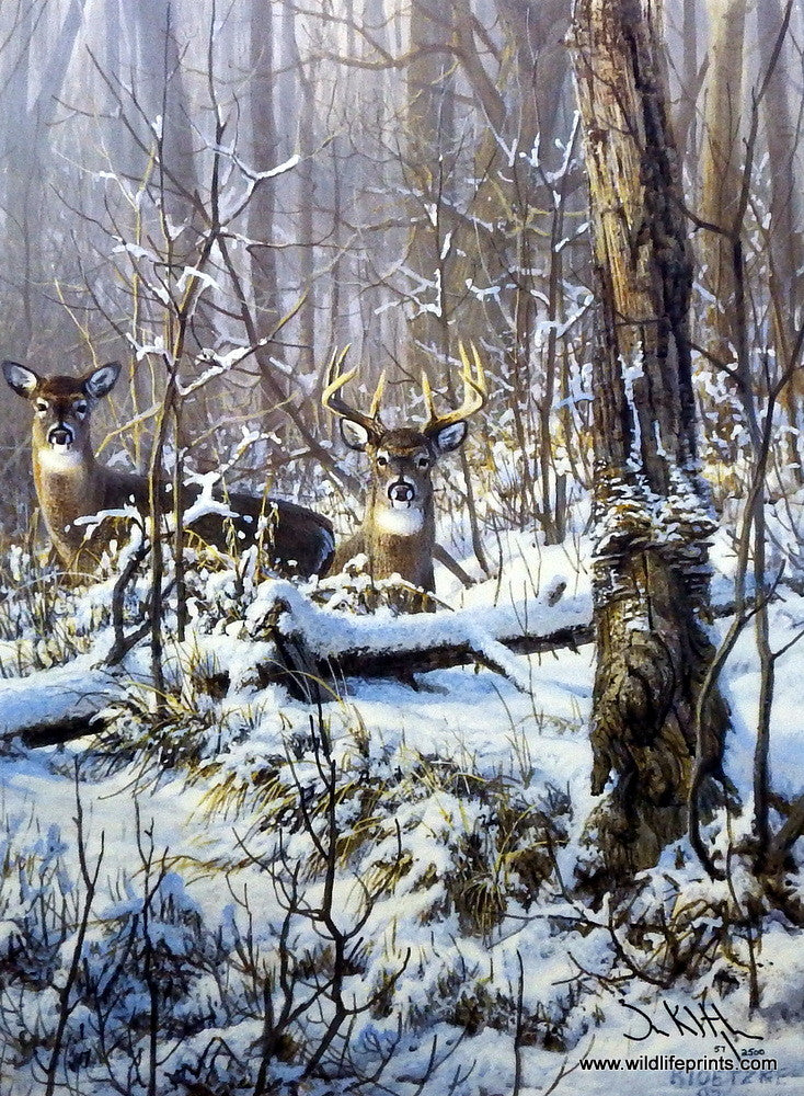 Artist Don Kloetzke Unframed Whitetail Deer Print Stop Look and