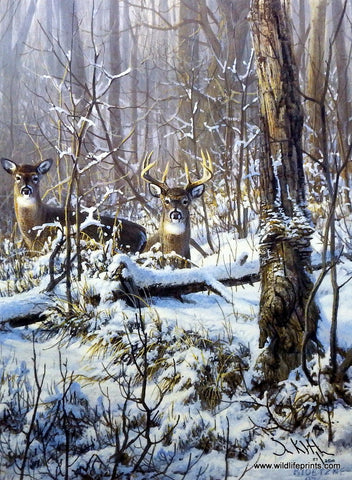 Don Kloetzke Whitetail Deer Buck Print