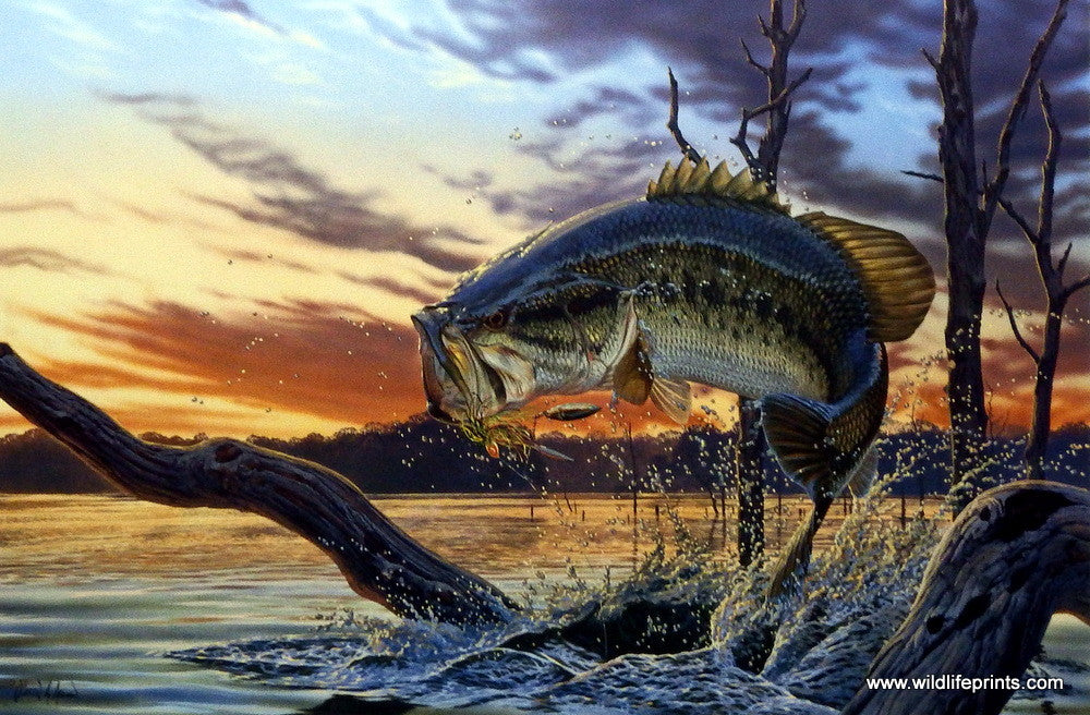 Artist Al Agnew Unframed Largemouth Bass Fishing art Print Strike