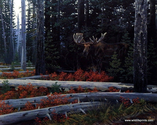 Al Agnew Wildlife Moose Print SUDDEN ENCOUNTER 