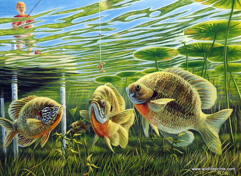Ron Nelson Summertime Sunfish
