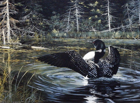 Andrew Kiss Loon Art Print Sunlit