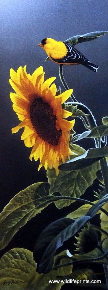 Jerry Gadamus Sunshine