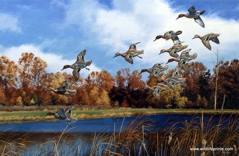 David Maass Swift Approach-Green Wing Teal