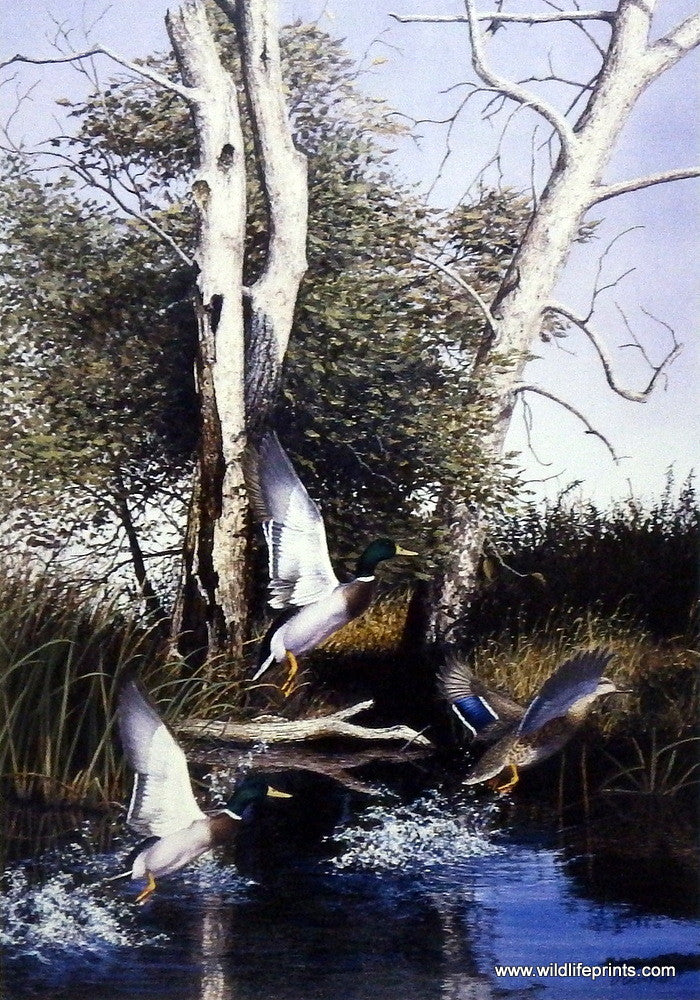 Richard Plasschaert Taking Flight