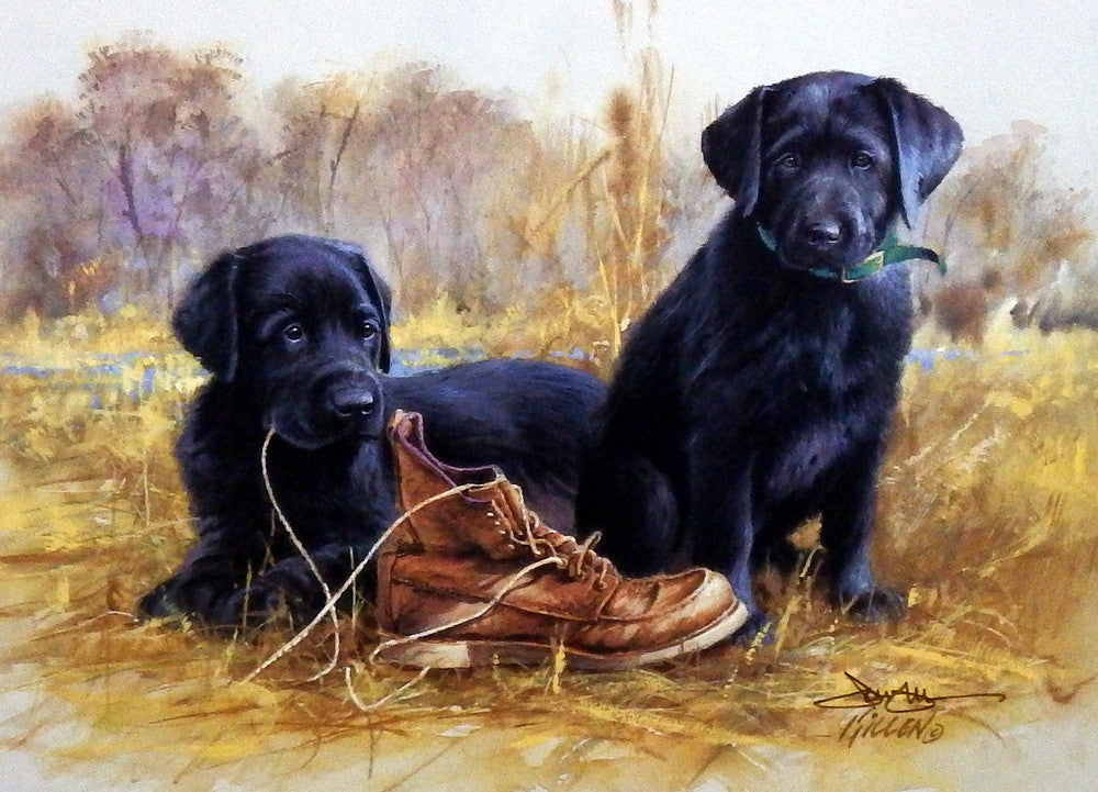 Buy black labrador sales