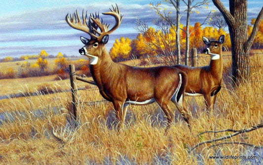 Cynthie Fisher Deer Picture THE BRYANT BUCK