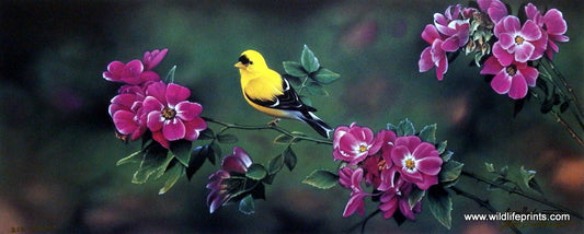 Jerry Gadamus The Color of Gold