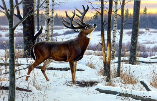 Cynthie Fisher Deer Picture THE JORDAN BUCK