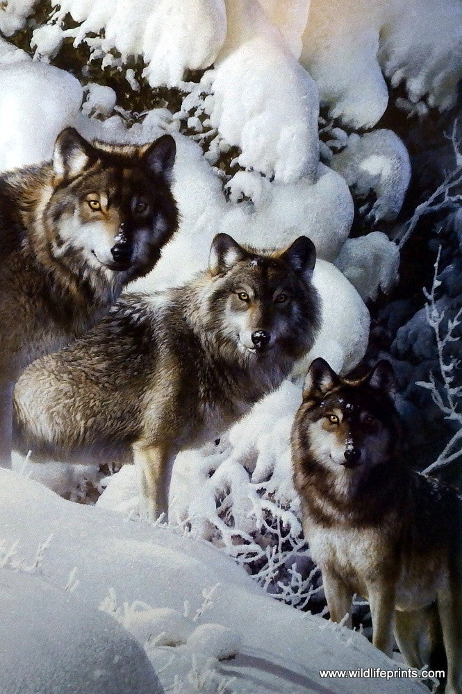 Carl Brenders Print of Wolf Pack in Winter