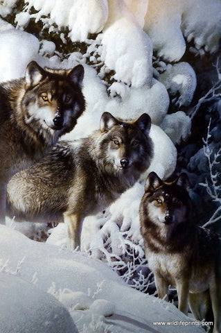 Carl Brenders Print of Wolf Pack in Winter