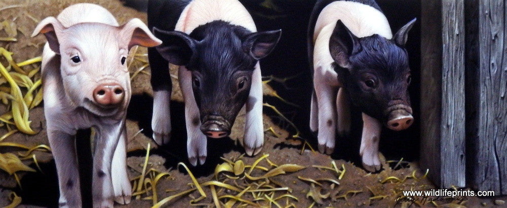 Jerry Gadamus Three Little Pigs