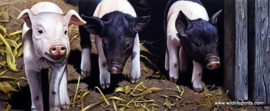 Jerry Gadamus Three Little Pigs