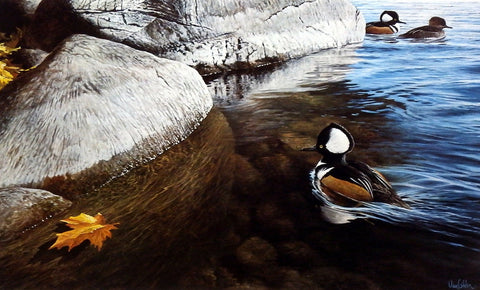 Ron Van Gilder Through the Shallows- Merganser Ducks
