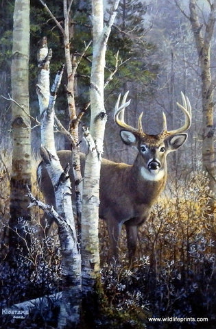 Don Kloetzke Whitetail Deer buck print 