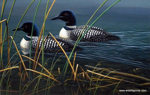 Cynthie Fisher Loon Picture TOGETHER ALWAYS