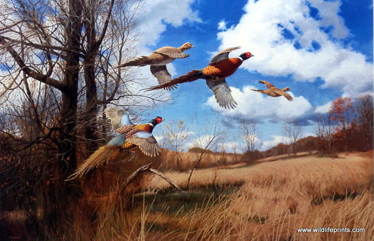 David Maass Tomahawk Trail- Pheasants