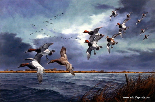 David Maass Turbulence Over Delta Marsh- Canvasbacks & Redheads