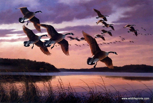David Maass Twilight-Canada Geese