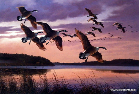 David Maass Twilight-Canada Geese