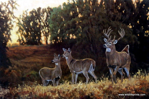 Nature artist Bruce Miller wildlife whitetail deer print