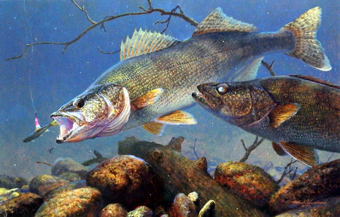 Mark Susinno Under The Ice- Walleyes - 18.5"x12" Signed/Numbered